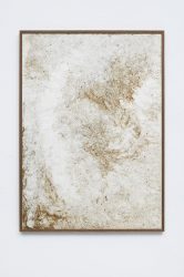 Evening Primrose Hemp