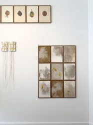 9 pieces of Hop and Pollen