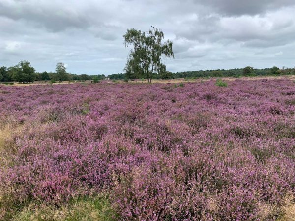 Nature reserve de Hoorneboeg