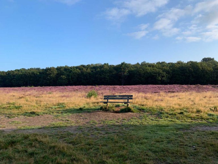 Bench