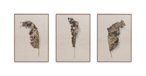 Mierikswortel triptiek