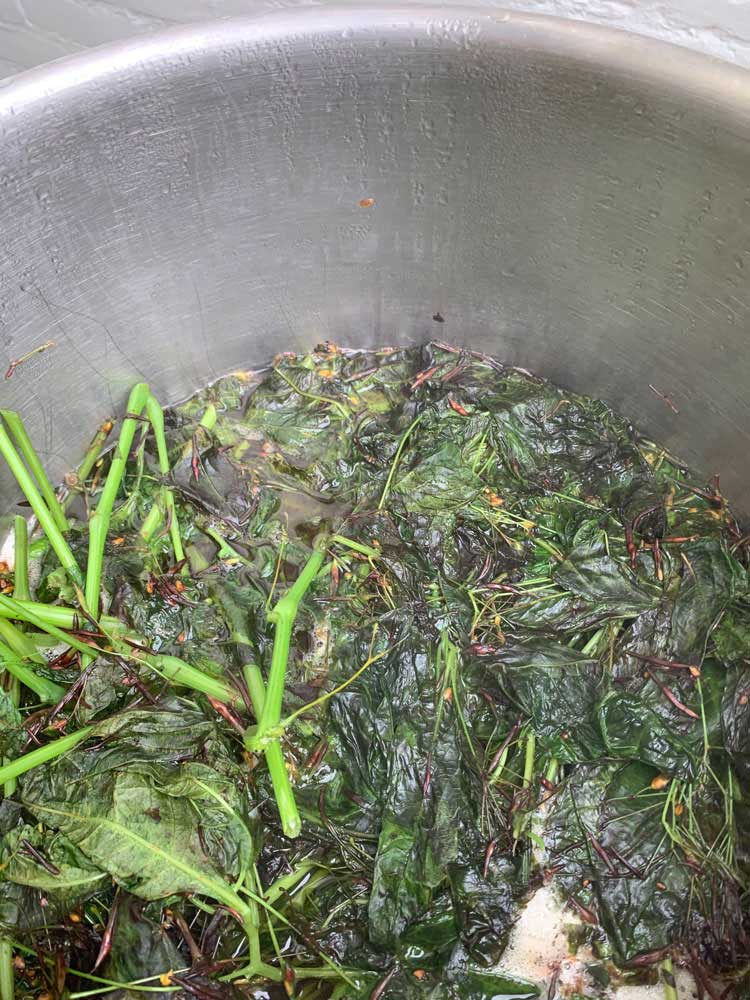 Boiling large spring weed